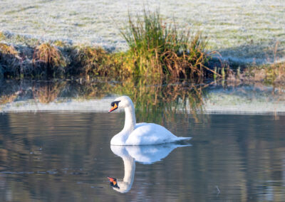 Swan on lake